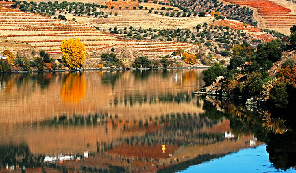 A região, Douro